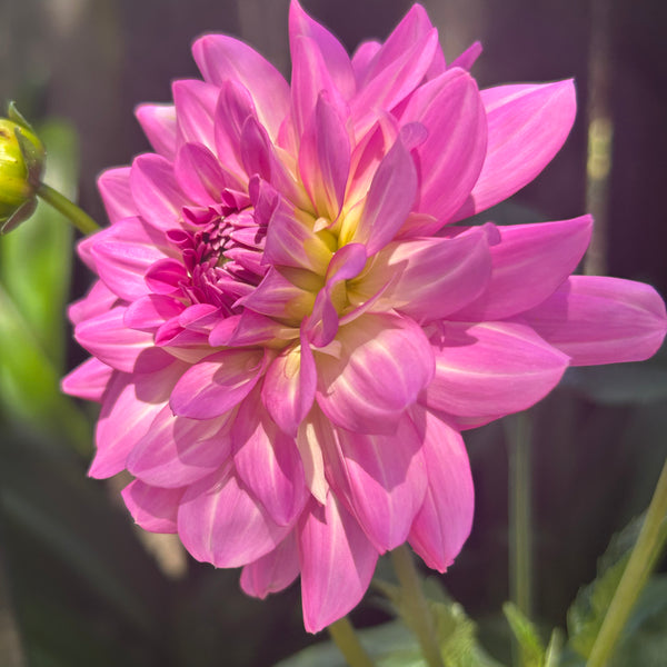 Rosella Dahlia
