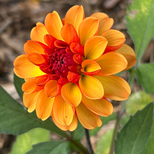 American Sunset - Orange Dahlia