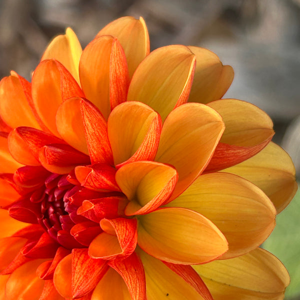 American Sunset - Orange Dahlia