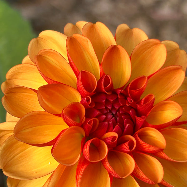 American Sunset - Orange Dahlia