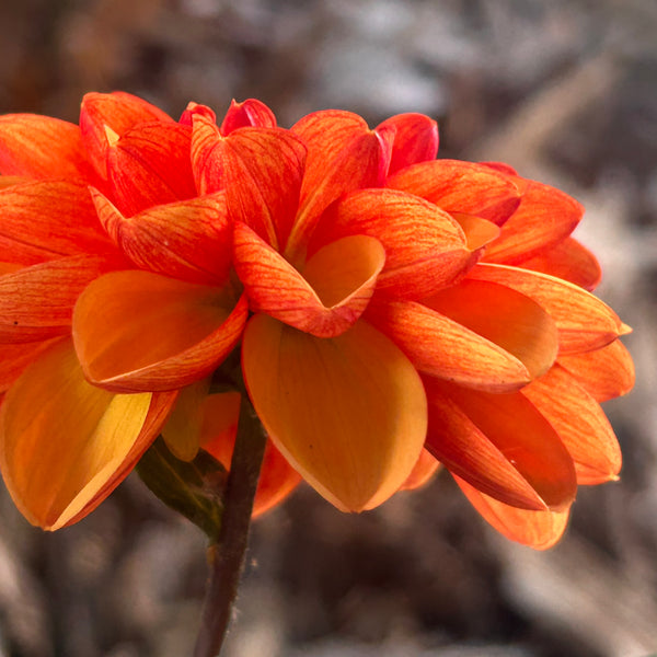American Sunset - Orange Dahlia
