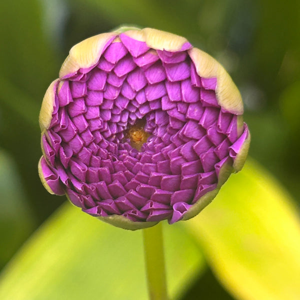 Heather - Purple Ball Dahlia