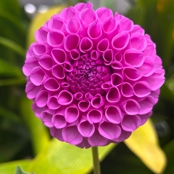 Heather - Purple Ball Dahlia