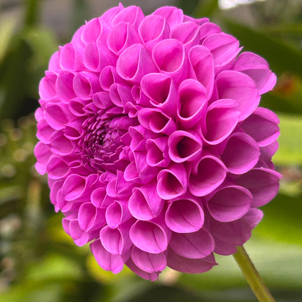 Heather - Purple Ball Dahlia