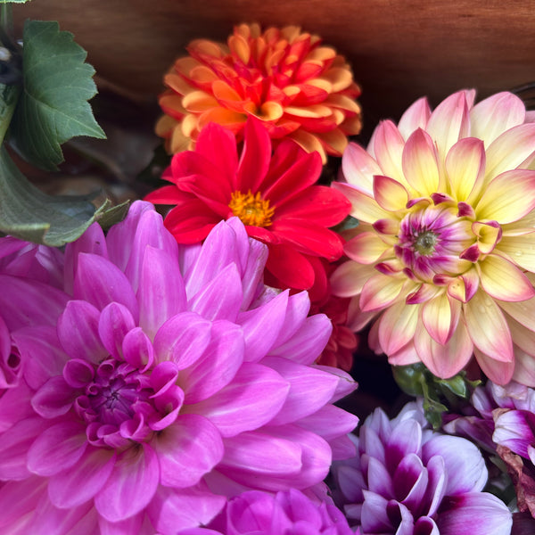 Rosella Dahlia