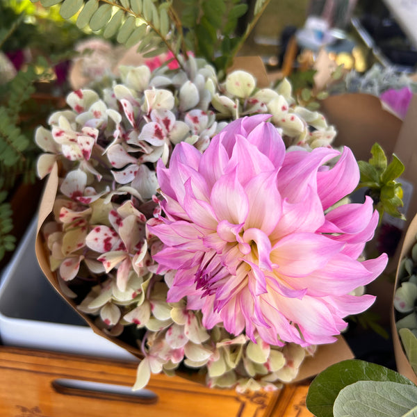 Colorado - pink frilly Dahlia