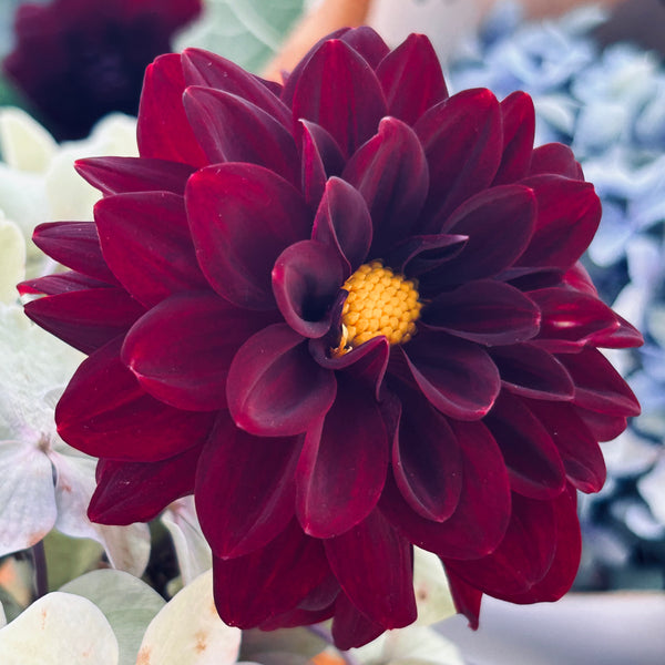 La Recoleta Dahlia (dark red-black)