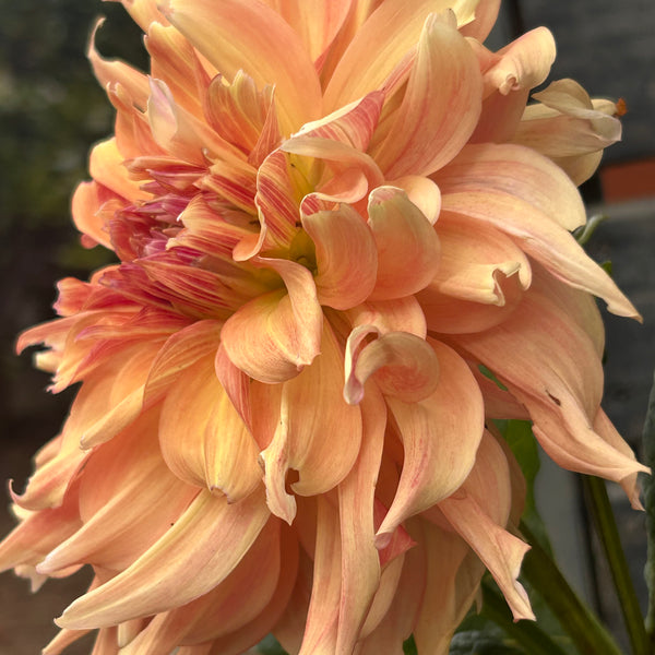 Penhill Watermelon - giant pastel orange Dahlia