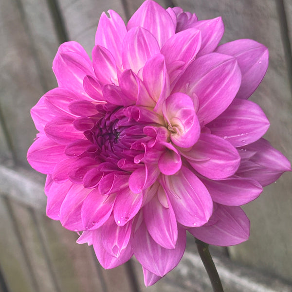 Rosella Dahlia