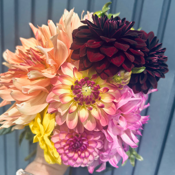 Penhill Watermelon - giant pastel orange Dahlia