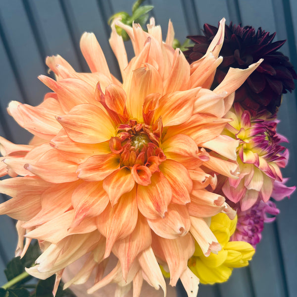 Penhill Watermelon - giant pastel orange Dahlia