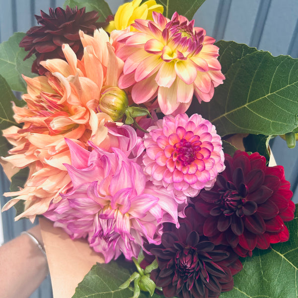 Colorado - pink frilly Dahlia