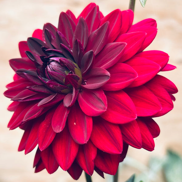 Dahlia Garden 6 pack cuttings