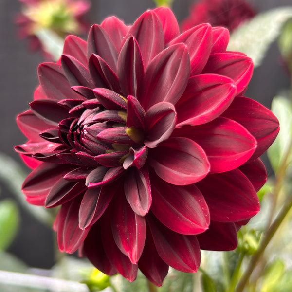 La Recoleta Dahlia (dark red-black)