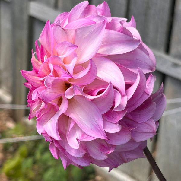 Colorado - pink frilly Dahlia
