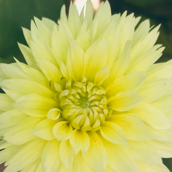 Canary Fubuki (yellow dahlia)