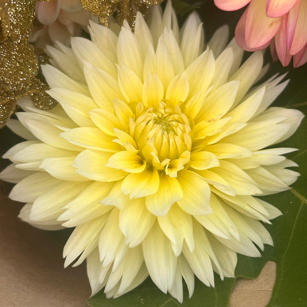 Dahlia Garden 6 pack cuttings