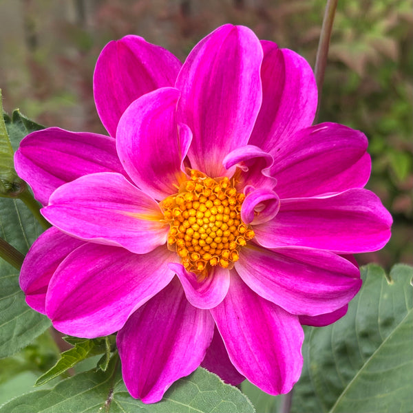 Purple Joy 157 - Purple Dahlia Seedling