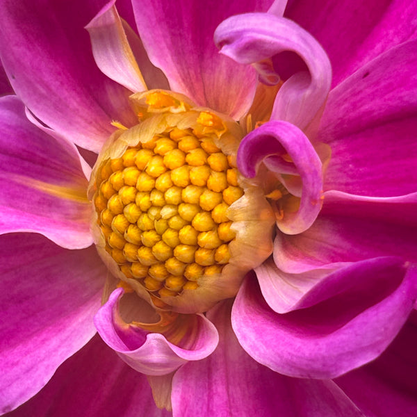 Purple Joy 157 - Purple Dahlia Seedling