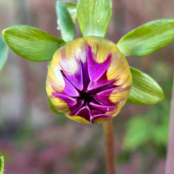 Purple Joy 157 - Purple Dahlia Seedling