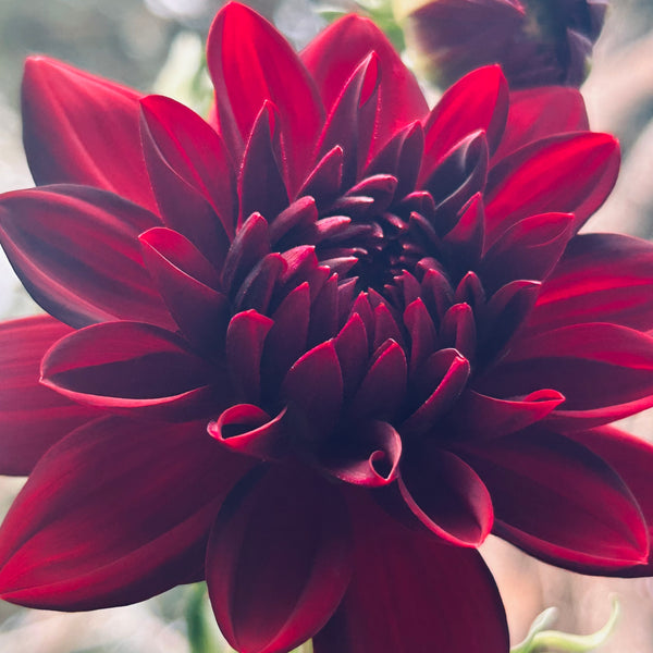 La Recoleta Dahlia (dark red-black)
