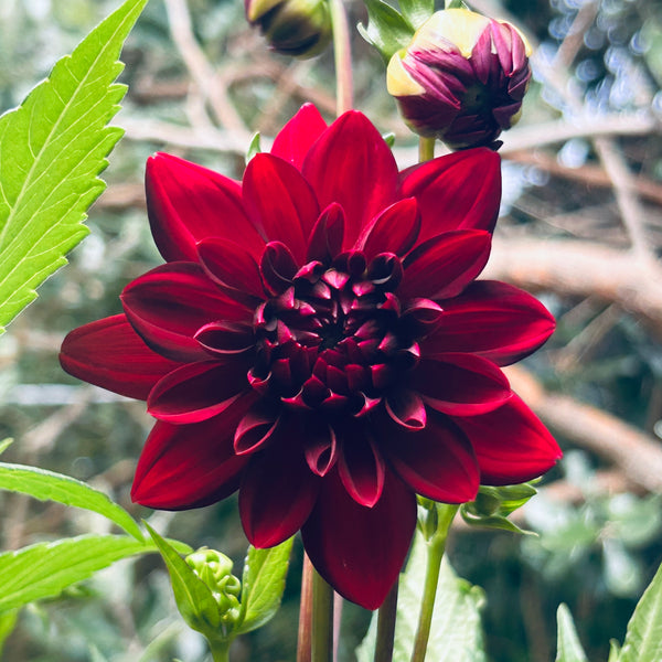 La Recoleta Dahlia (dark red-black)