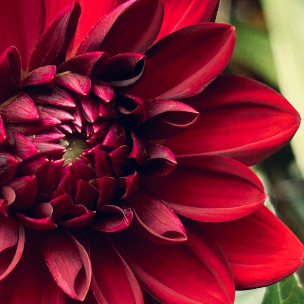 La Recoleta Dahlia (dark red-black)