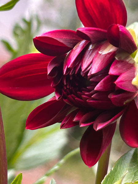 La Recoleta Dahlia (dark red-black)