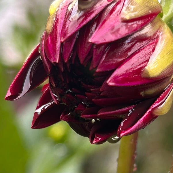 La Recoleta Dahlia (dark red-black)