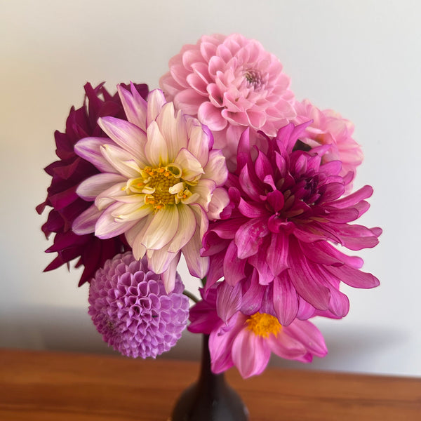 Art Nouveau - Pink Dahlia