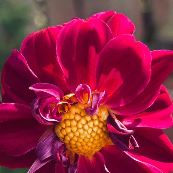 Purple Joy 157 - Purple Dahlia Seedling