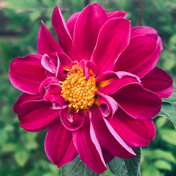 Purple Joy 157 - Purple Dahlia Seedling