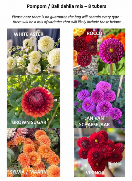 Mystery Ball Dahlias