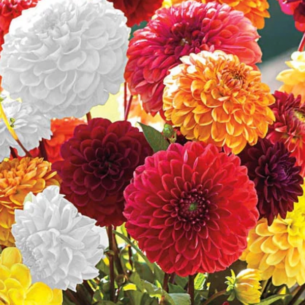 Dahlia Garden 6 pack cuttings