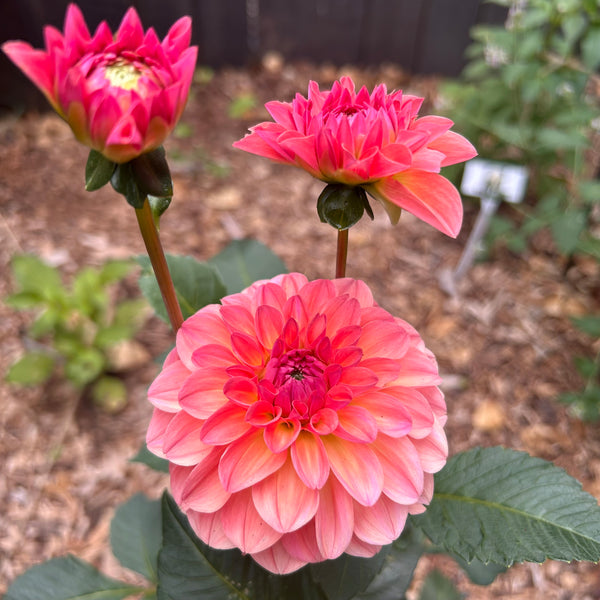 Sebastian - peachy dahlia