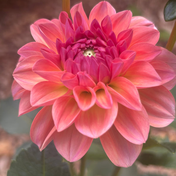Sebastian - peachy dahlia