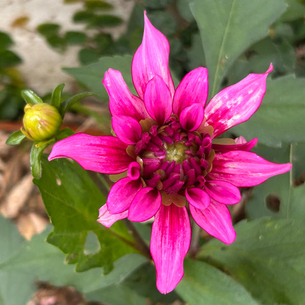 Art Nouveau - Pink Dahlia