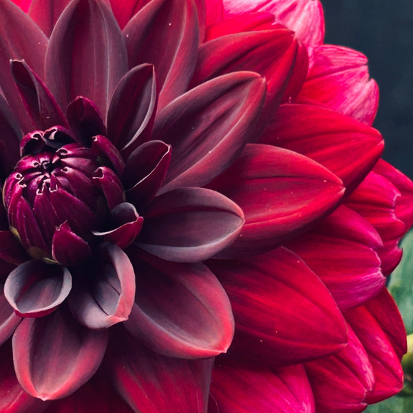 Arabian Night Dahlia (dark red/pink)