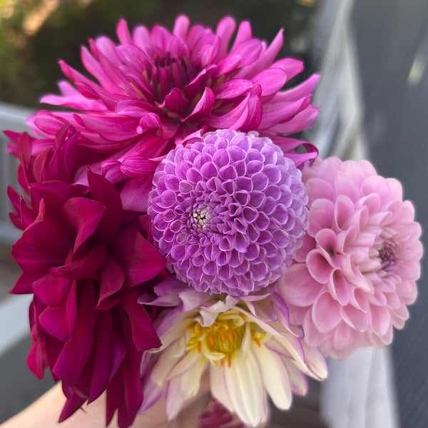 Cornwall Island - hot purple dahlia