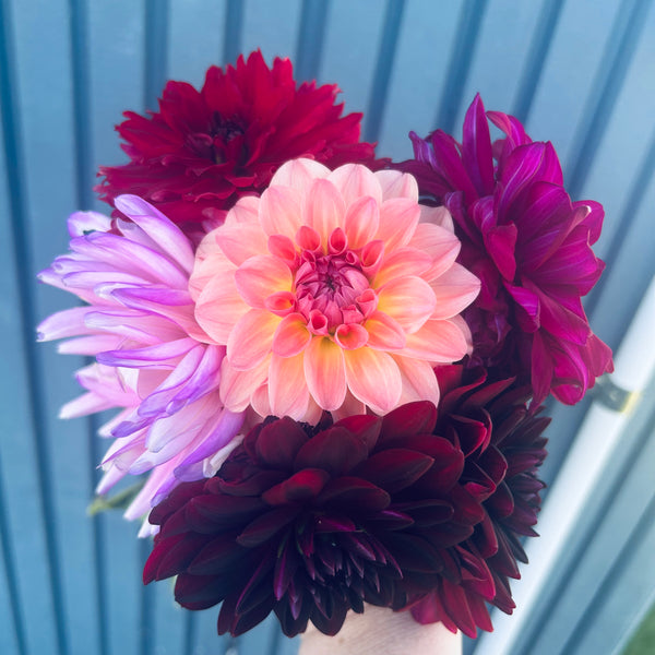 Sebastian - peachy dahlia