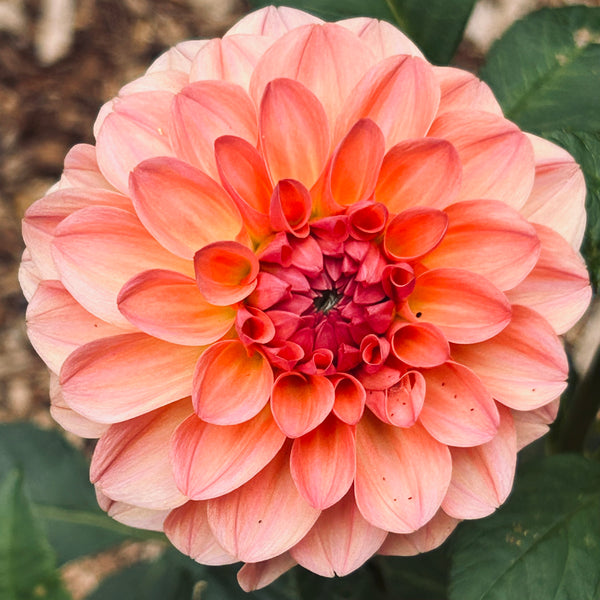 Sebastian - peachy dahlia
