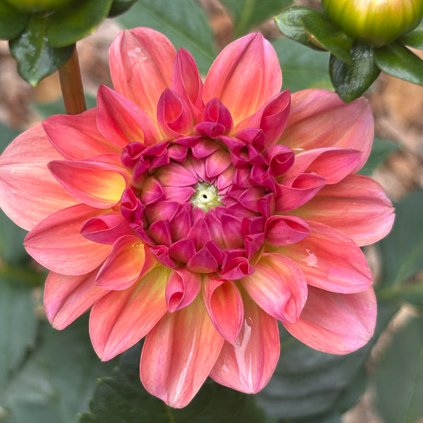 Sebastian - peachy dahlia