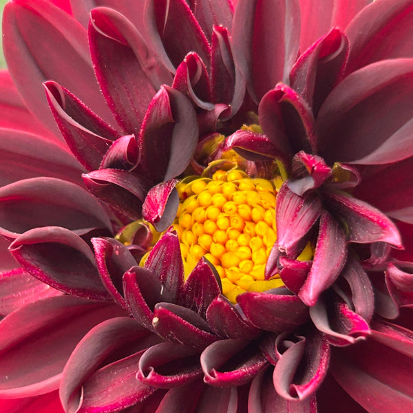 La Recoleta Dahlia (dark red-black)