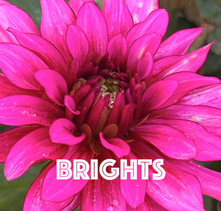 Bright Dahlias