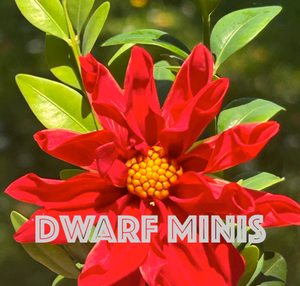 Mini Dwarf Dahlias