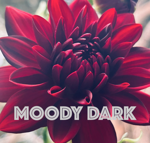 Moody Dark Dahlias