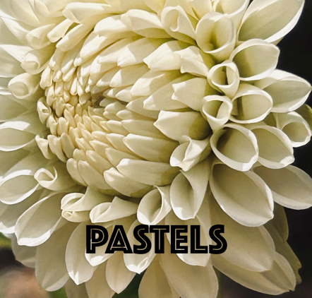 Pastel Dahlias