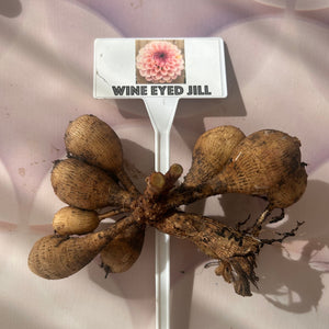 Tubers For Sale
