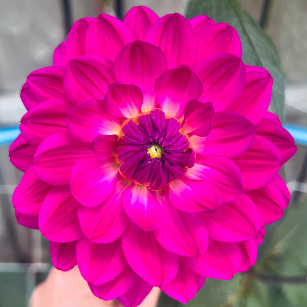 GH Lammerse - Hot Pink Dahlia