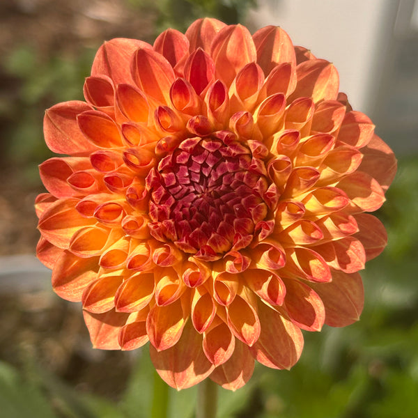 Amorous Lava dahlia